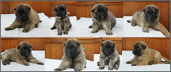 E-litter - 3 weeks