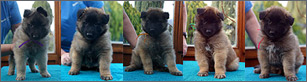 F-litter Porta Bohemica