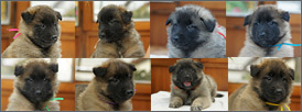 E-litter - 5 weeks