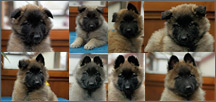 E-litter - 7 weeks