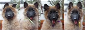 E-litter - 10 weeks
