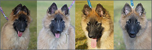 E-litter - 12 weeks