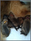 F-litter Porta Bohemica